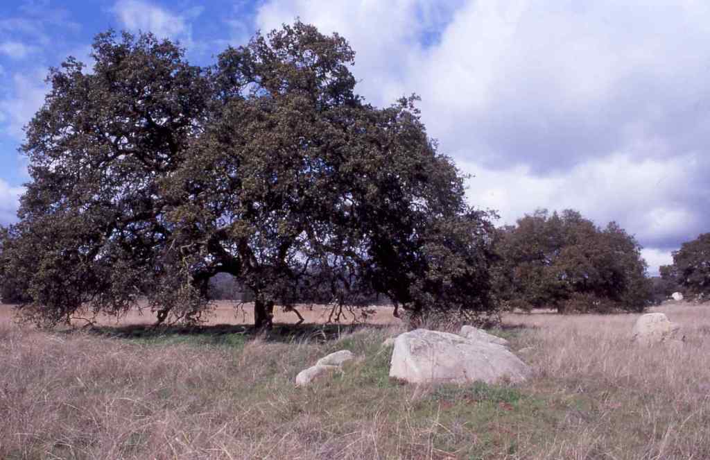 Oak Woodland II